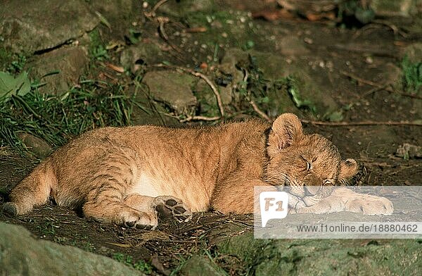 African Lion  cub  sleeping nischer Löwe (Panthera leo)  Jungtiernischer Löwe  freistellbar