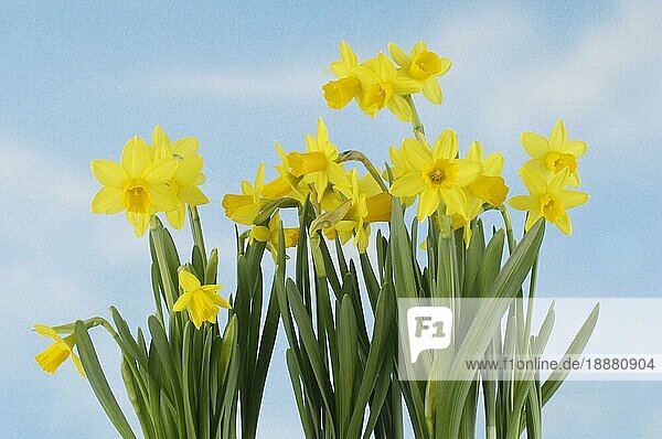 Daffodils (Narcissus ssp.)  Narzissen  innen  Studio