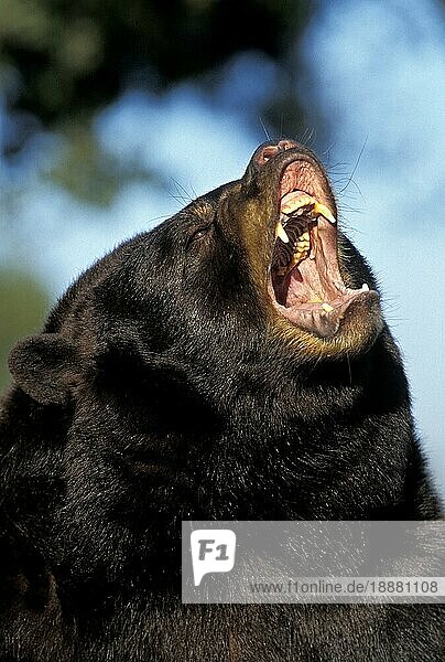Amerikanischer Schwarzbär (ursus americanus)  Porträt eines erwachsenen Tieres mit offenem Maul  in Verteidigungshaltung