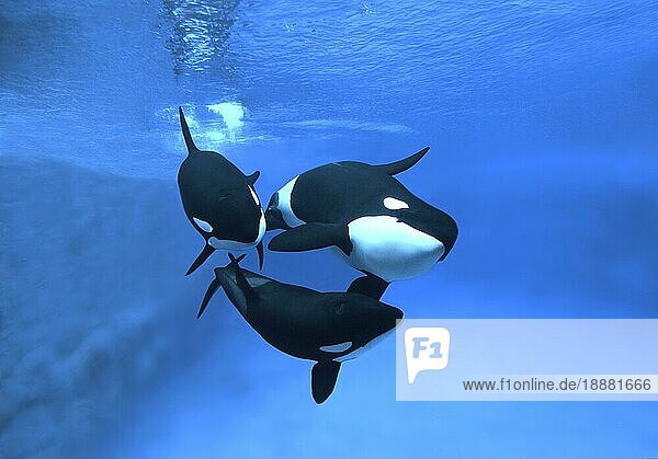 Killerwal (orcinus orca)  Erwachsene
