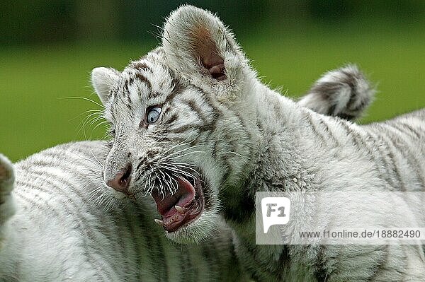WEISSER TIGER (panthera tigris)  WÜRFEL IN AGGRESSIVER HALTUNG