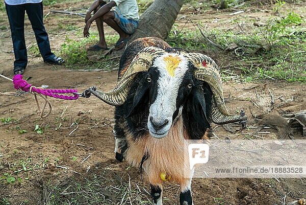 Ziege wartet auf kidaai Muttu Ziegenkampf bei Madurai  Tamil Nadu  Südindien  Indien  Asien