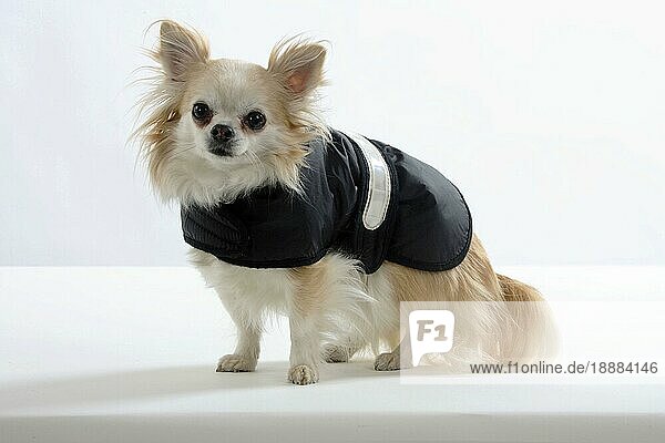 Chihuahua  langhaarig  Regenmantel  Mantel  Mäntelchen  Schutzkleidung  Hundebekleidung