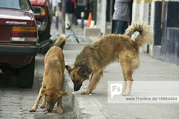 Straßenhunde auf Straße  Otavalo  Provinz Imbabura  Ekuador