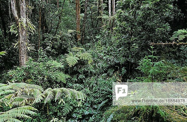 Tropischer Wald mit üppiger Vegetation  Hawaii