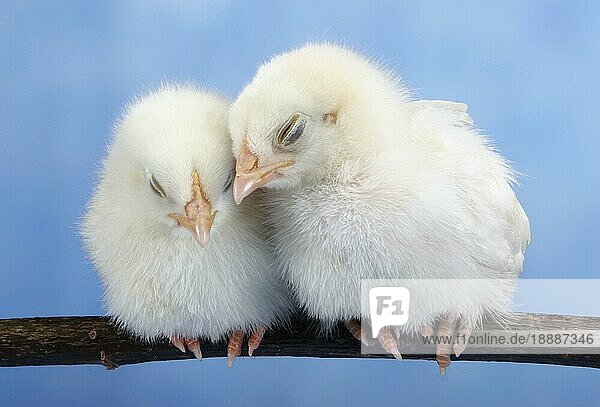 Domestic Fowl chicks  Haushuhnküken  innen  Studio  Hühnerküken
