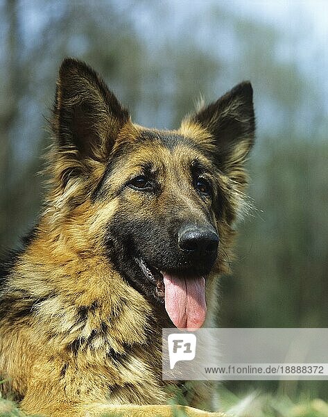 Deutscher Schäferhund  Portrait eines Erwachsenen