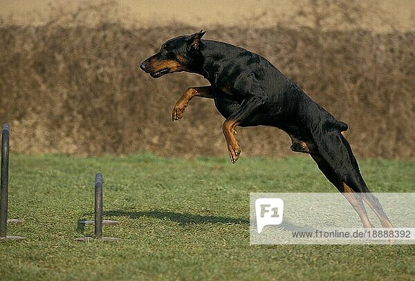 Dobermann Hund oder Dobermann Pinscher  Rüde springt Hürde beim Agility Training