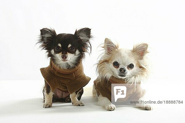 Chihuahuas  langhaarig  Mantel  Mäntelchen  Schutzkleidung  Hundebekleidung