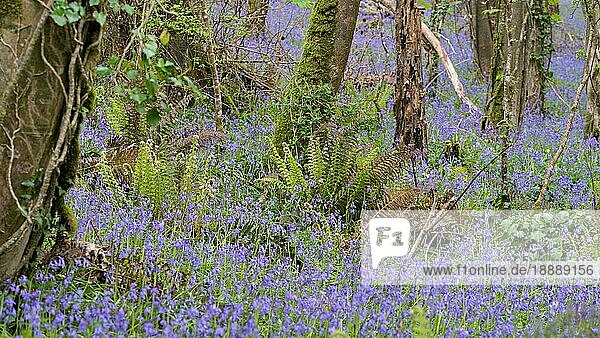 Ein Streifen Bluebells in einem Wald bei Coombe in Cornwall