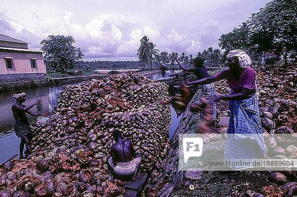 Kokosnussverarbeitung Kleinindustrie. Rohmaterial Kokosnussschalen werden gesammelt und durch die Backwaters von Kodungaloor  Kodungallur  Kerala  Südindien  Indien  Asien transportiert  Asien