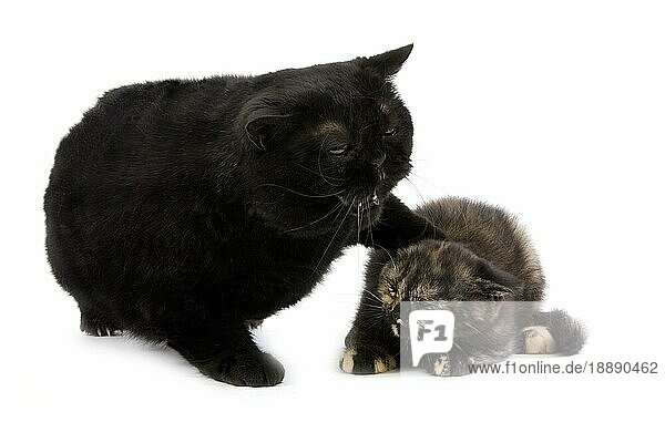 Schwarz-schwarz schildpatt Britisch Kurzhaar Hauskatze  Mutter und Kätzchen vor weißem Hintergrund  Unterwerfungshaltung