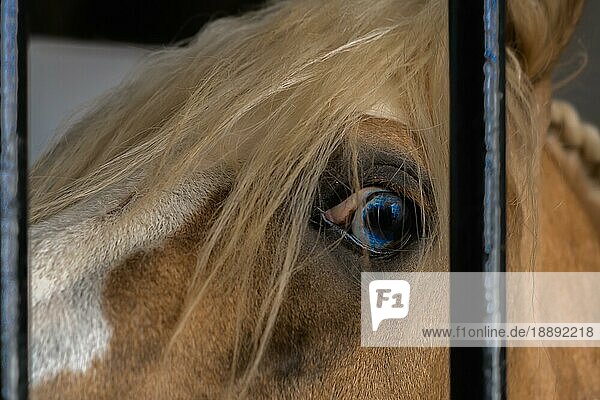 Blaues Auge eines Pferdes in Nahaufnahme hinter den Gittern seines Stalls  das in die Kamera schaut
