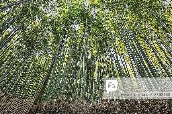 Kyoto Japan. Arashiyama-Bambushain