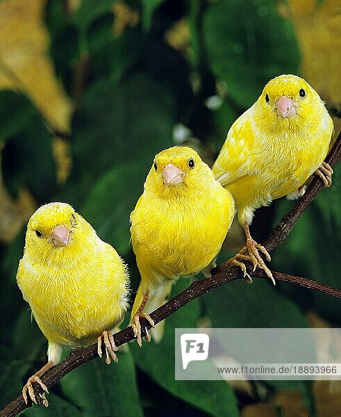 Gelbe Kanarienvögel (Serinus canaria) domestica