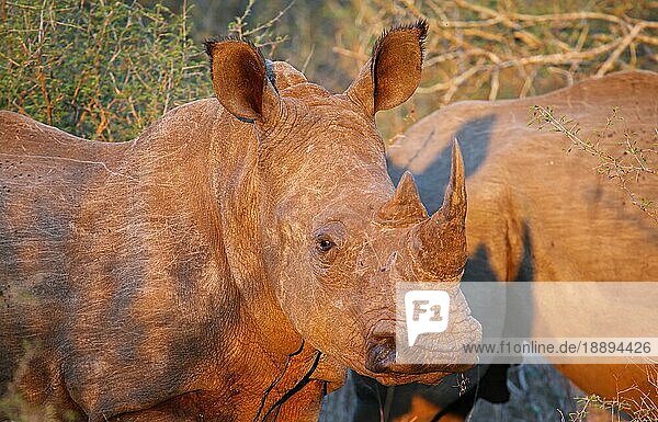 Red evening light on young white rhino in Kruger National Park  S