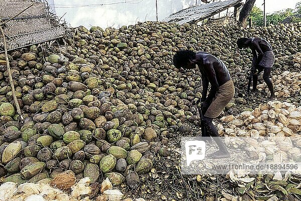 Männer beim Entfernen von Kokosnussschalen  Kerala  Südindien  Indien  Asien