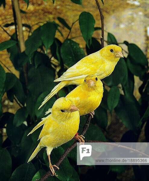Gelbe Kanarienvögel (Serinus canaria)