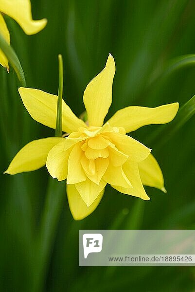 Duft-Narzisse (Narcissus odorus rugulosus)