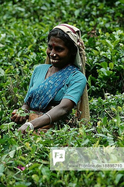 Frau pflückt Tee  Teeplantage  Nuwara Eliya  Sri Lanka  Asien