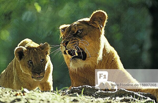 Afrikanischer Löwe (panthera leo)  Mutter und Junges  Unterwerfungsverhalten