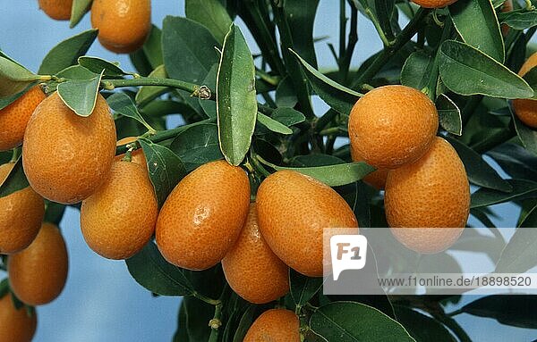 Kumquat (Fortunella)  Nutzpflanzen  Obst  Früchte  Frucht