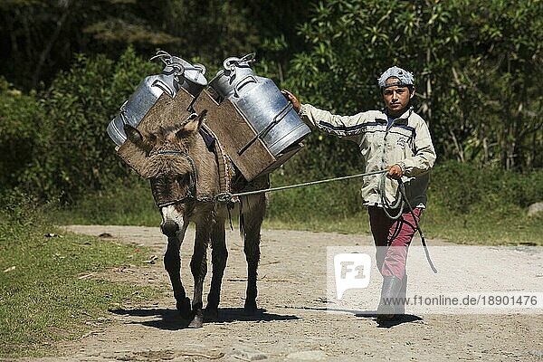 Junge transportiert Milchkannen auf Hausesel  Irubi  Provinz Imbabura  Ekuador  Esel  Milchkanne
