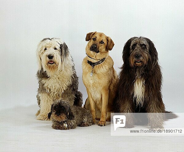Bobtail  Rauhaardackel und Mischlingshunde  Mischlingshund  Altenglischer Schäferhund  Dackel  Teckel