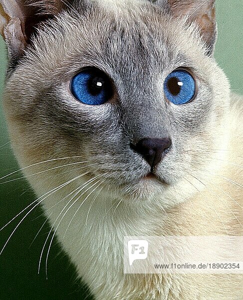 Siamesische Hauskatze  Porträt eines Erwachsenen mit blauen Augen