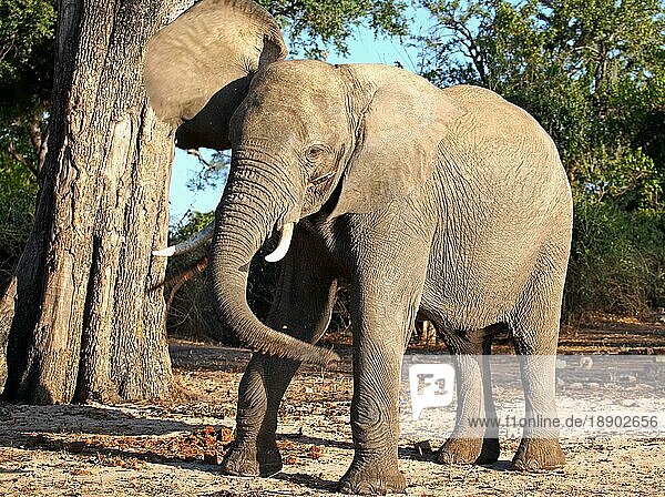 Drohender Elefant (Loxodonta africana) am Ufer des Chobe  Botsuana  wütender Elefant am Ufer des Chobe