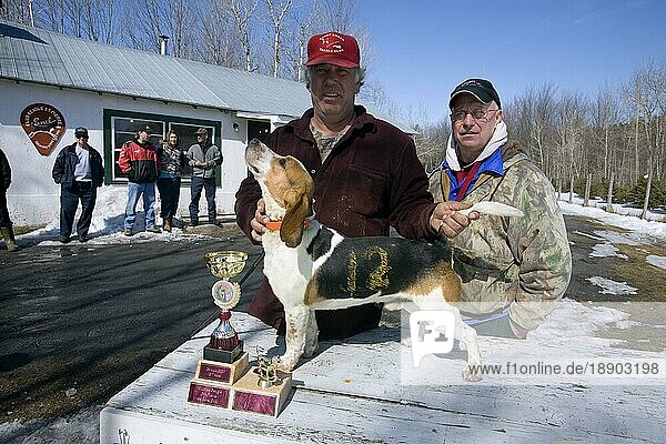 Beagle gewinnt ersten Preis im Beagle-Wettbewerb  St. Pierre de Sorel  Quebec  Kanada  Nordamerika