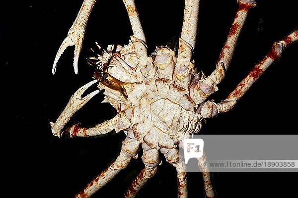 Japanische Spinnenkrabbe oder Riesenspinnenkrabbe (macrocheira kaempferi)  erwachsen  Unterseitenansicht