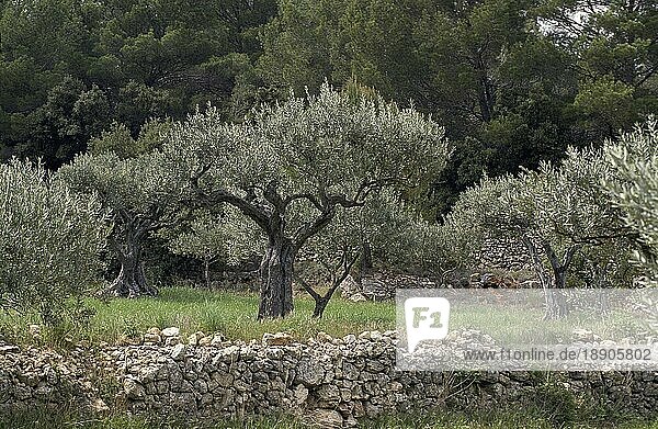 Olivenbäume  olea europäa  Kultur im Südosten Frankreichs