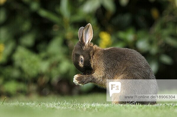 Dwarf Rabbit  Zwergkaninchen  Farbenzwerg Lohfarbig braun  Kaninchen  Hauskaninchen  außen  outdoor  seitlich  side portfolio_haustiere
