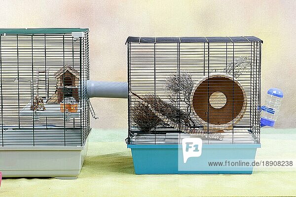 Dsungarischer Zwerghamster (Phodopus sungorus) in Käfig  Käfig  Hamsterkäfig  zwei Käfige mit Verbindung