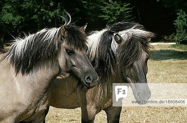 Hauspferd (equus caballus) gmelini