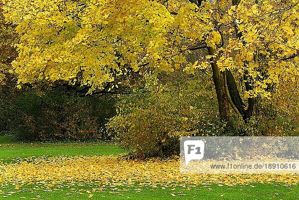 Ahornbaum im Herbst  Laub  Herbstlaub