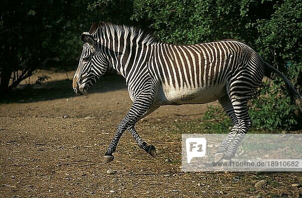 Grevyzebra (equus grevyi)  erwachsen