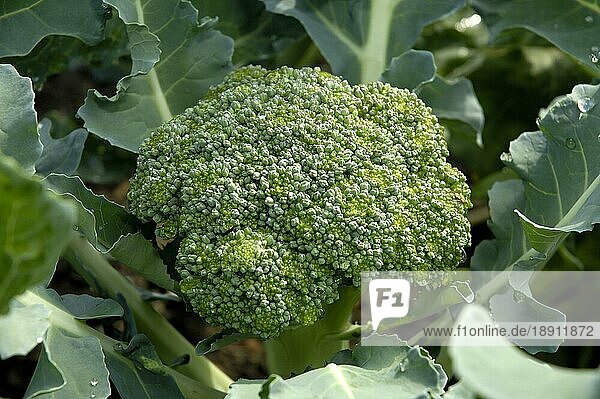Brokkoli (Brassica oleracea var. italica)