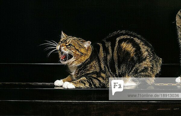 Manx Hauskatze  eine Katzenrasse mit rotem Schwanz  adult auf Klavier  knurrend