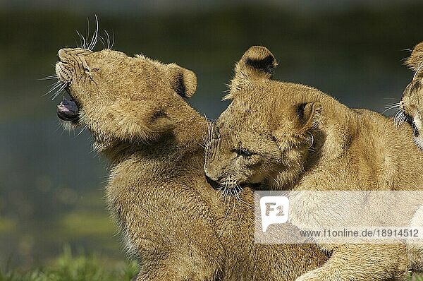 African Lion cubs nische Löwen (Panthera leo)  Jungtierenischer Löwe