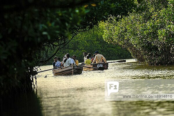 India, Tamil Nadu state, Pichavaram has one of the largest mangrove  forests, natural shields protecting the coast against Stock Photo - Alamy