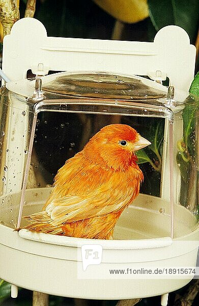 Roter Kanarienvogel (serinus canaria)  mit Bad