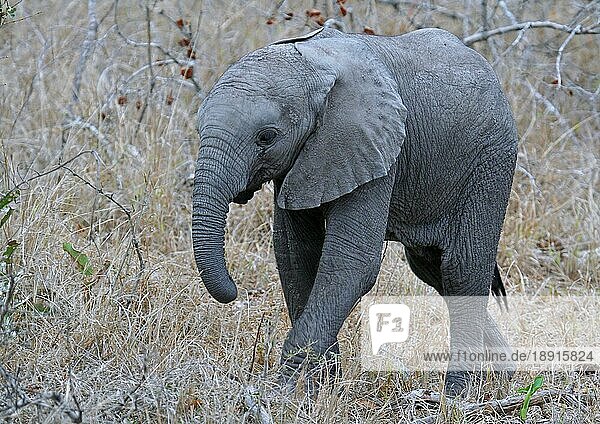 Afrikanischer Elefant  S