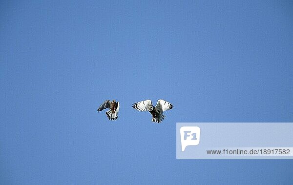 Common Kestrel attacking Short-eared Owl  Texel  Netherlands  Turmfalke (Falco tinnunculus) attackiert Sumpfohreule (Asio flammeus) (Europa) (Tiere) (animals) (Vogel) (Greifvögel) (birds of prey) (Eulen) (owls) (außen) (outdoor) (Querformat) (horizontal) (Aggression) (aggressive) (adult) (Bewegung) (motion) (fliegen) (flying)  Niederlande  Europa