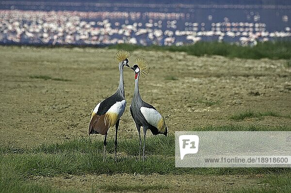 Südafrika-Kronenkranich (balearica regulorum)  Paar im Nakuru Park mit Flamingo im Hintergrund  Kenia  Afrika