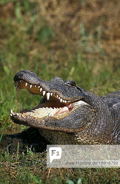AMERIKANISCHER ALLIGATOR alligator mississipiensis  ERWACHSENER MIT OFFENEM MUND  DER DIE KÖRPERTEMPERATUR REGELT