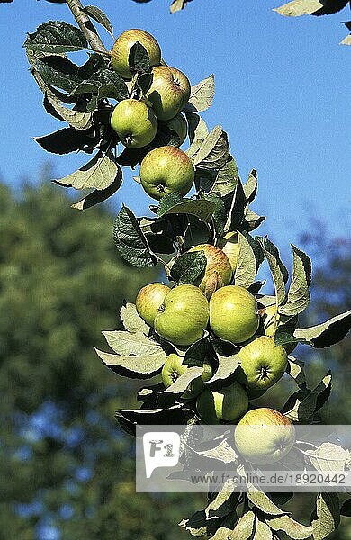Malus domestica  Kulturapfel (Malus domestica)  Apfel  Äpfel