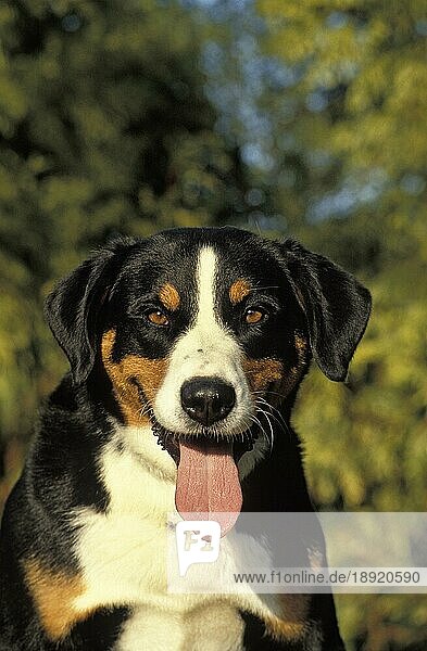Großer Schweizer Sennenhund  Portrait mit heraushängender Zunge