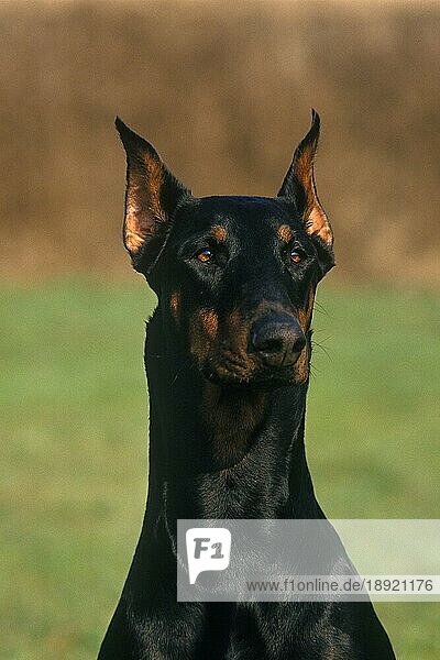 Dobermann Hund oder Dobermann Pinscher (Alte Standardrasse mit abgeschnittenen Ohren)  Portrait eines Erwachsenen